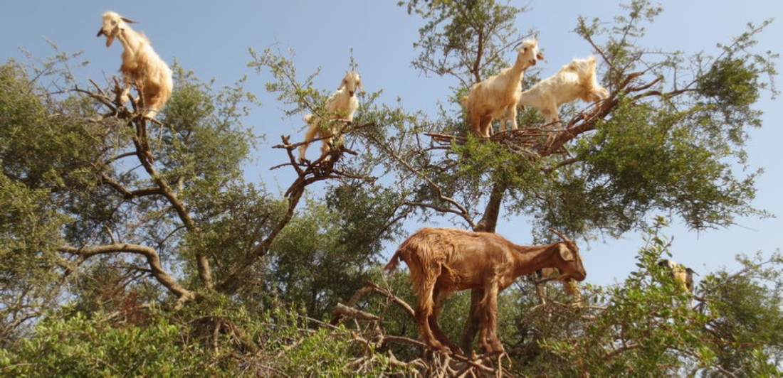 Day Trip from Marrakech